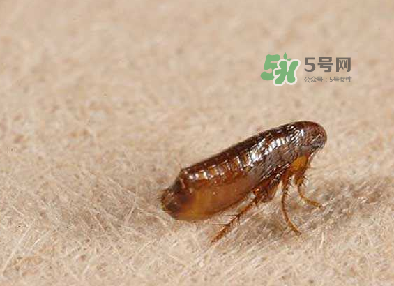 跳蚤會(huì)寄生在人身上嗎？跳蚤會(huì)在人身上存活嗎？