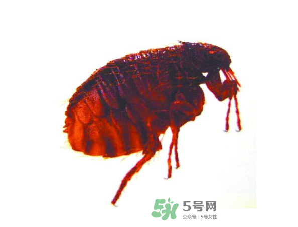 跳蚤會(huì)飛嗎？跳蚤會(huì)咬人嗎？