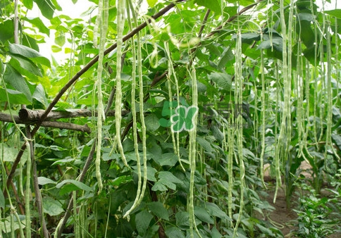 豇豆是什么樣的？豇豆是長豆角嗎？