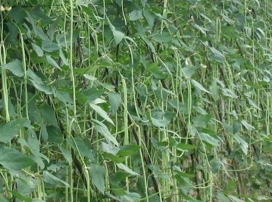 缸豆可以生吃嗎？缸豆可以炒雞蛋嗎