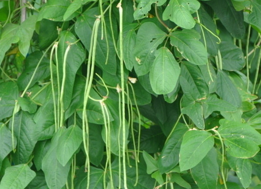 缸豆幾月份種？缸豆什么時(shí)候播種？
