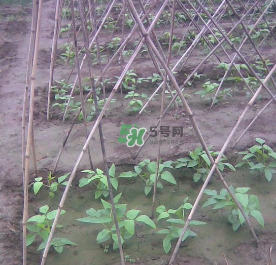 缸豆什么時(shí)候搭架？缸豆要怎樣搭架子
