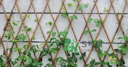 缸豆什么時(shí)候搭架？缸豆要怎樣搭架子