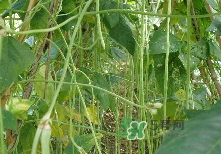 缸豆什么季節(jié)有？缸豆是幾月的蔬菜