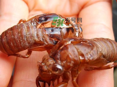 金蟬為什么這么貴？野生金蟬和養(yǎng)殖金蟬的區(qū)別