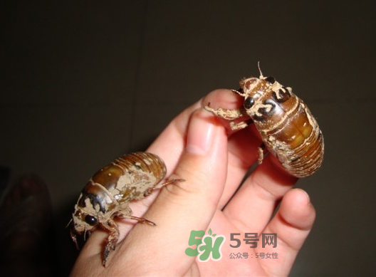 金蟬晚上幾點出來？金蟬為什么晚上出來？