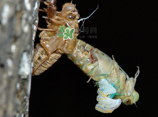 金蟬晚上幾點出來？金蟬為什么晚上出來？