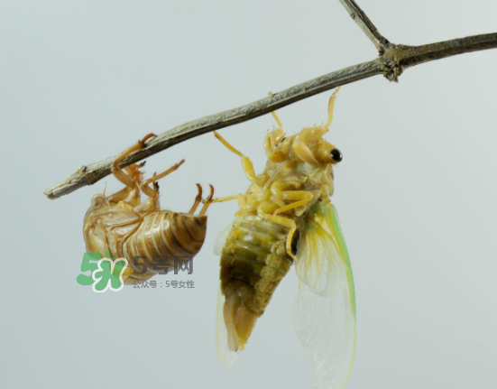 金蟬什么時候最多？金蟬什么時候沒有？
