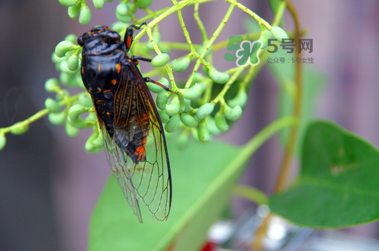 金蟬什么時候最多？金蟬什么時候沒有？