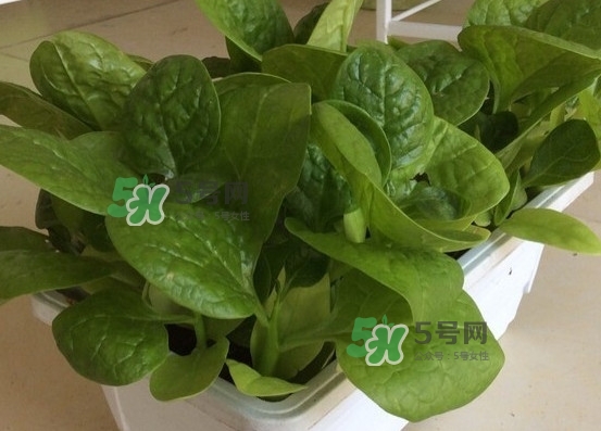 木耳菜怎么清洗？木耳菜怎么擇？