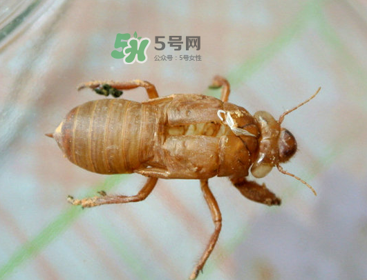 知了殼能能吃嗎？知了殼怎么吃？