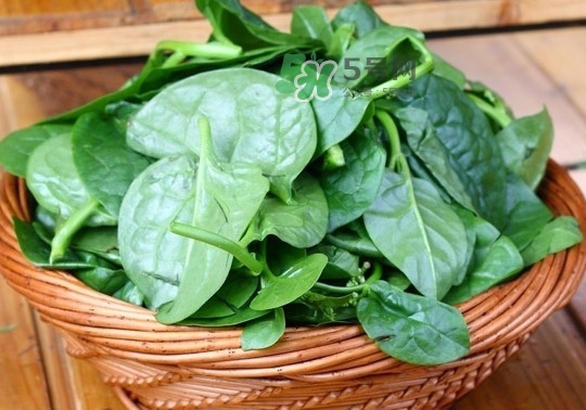 木耳菜是什么季節(jié)的菜？木耳和木耳菜有區(qū)別嗎