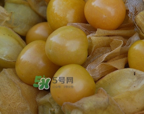 黃菇娘幾月種植？黃菇娘的種植注意事項(xiàng)