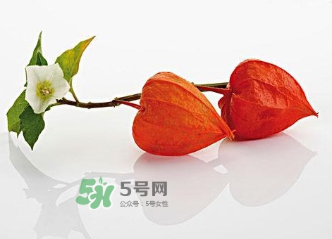 菇娘果皮有用還是果實(shí)有用？紅菇娘泡水喝用皮還是用果
