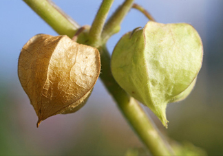 菇娘是寒性還是熱性？菇娘是哪里產(chǎn)的