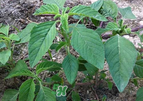 野莧菜孕婦能吃嗎？莧菜和野莧菜的區(qū)別