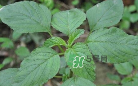 野莧菜有刺嗎？野莧菜和刺莧菜一樣嗎