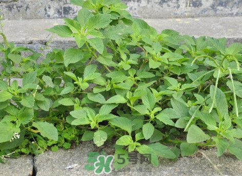 野莧菜什么人不能吃？野莧菜不能和什么一起吃
