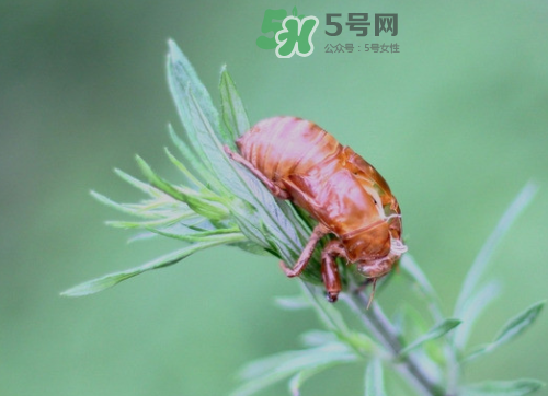 知了殼能治過敏性鼻炎嗎？知了殼可以治過敏性鼻炎嗎？