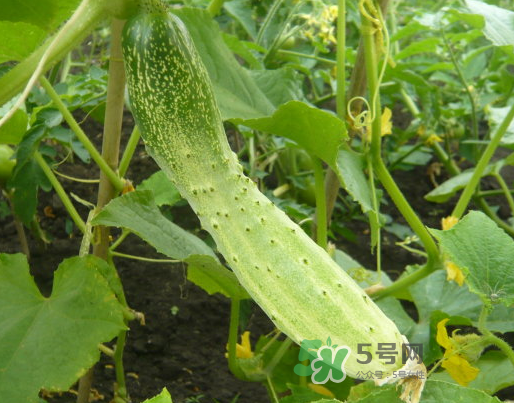 立秋可以種什么菜？立秋后可以種什么菜？