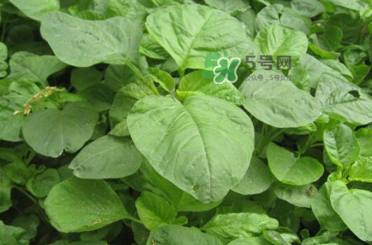 野莧菜什么人不能吃？野莧菜不能和什么一起吃