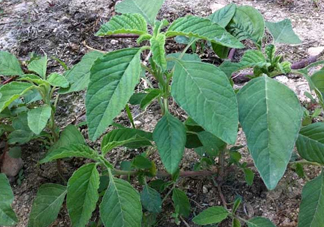 野莧菜孕婦能吃嗎？莧菜和野莧菜的區(qū)別
