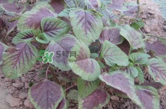 野莧菜有毒嗎？野莧菜怎么吃