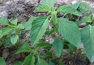 炒野莧菜要焯水嗎？野莧菜和山藥能在一起吃嗎