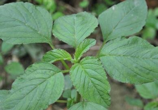 野莧菜有刺嗎？野莧菜和刺莧菜一樣嗎