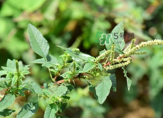 野莧菜有刺嗎？野莧菜和刺莧菜一樣嗎