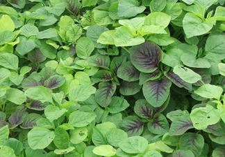 野莧菜有毒嗎？野莧菜怎么吃