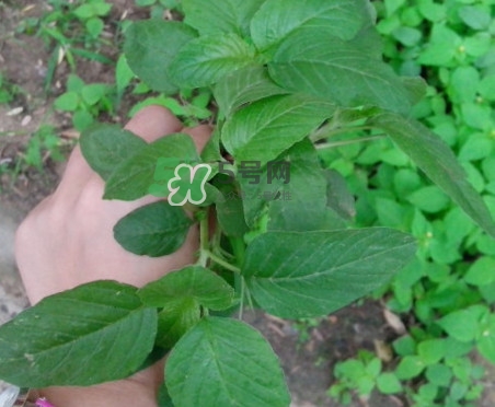 野莧菜有刺嗎？野莧菜和刺莧菜一樣嗎