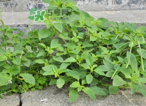 野莧菜怎么做好吃？野莧菜怎么保存