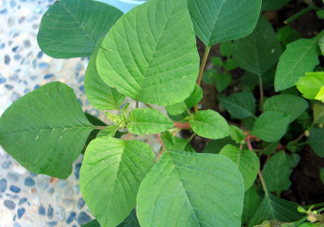野莧菜什么人不能吃？野莧菜不能和什么一起吃