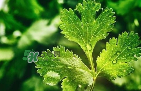 glico香菜百力滋好吃嗎？香菜百力滋多少錢