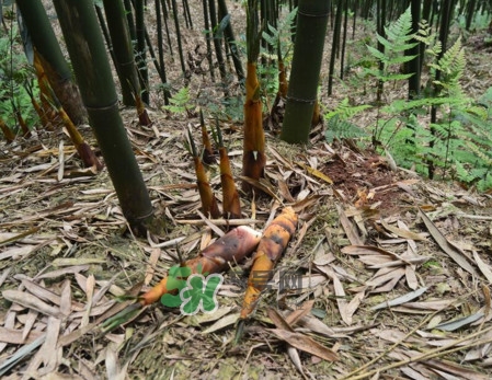 苦筍做法有哪些？苦筍怎么處理才不會苦