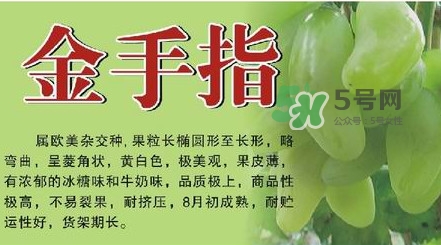 金手指葡萄有籽嗎？金手指葡萄有核嗎