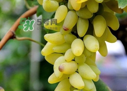 金手指葡萄是不是轉(zhuǎn)基因品種？美人指與金手指葡萄的區(qū)別