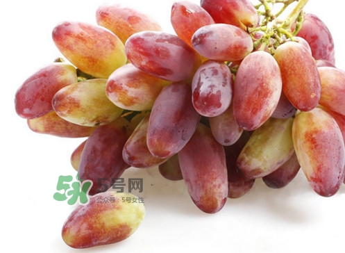 金手指葡萄是不是轉(zhuǎn)基因品種？美人指與金手指葡萄的區(qū)別