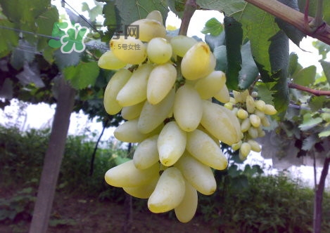 金手指葡萄是不是轉(zhuǎn)基因品種？美人指與金手指葡萄的區(qū)別