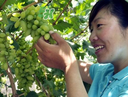 金手指葡萄到底有什么缺點(diǎn)？金手指葡萄什么時(shí)候成熟