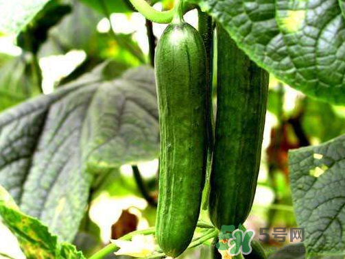 8月份能種黃瓜嗎？八月份能種黃瓜嗎？