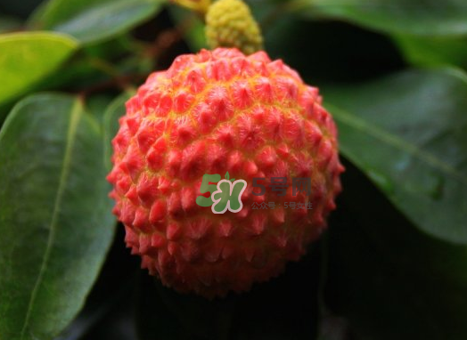 九月份還有荔枝嗎？荔枝幾月份沒(méi)有？
