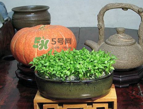 芭樂籽吃了會便秘嗎？芭樂的籽能種嗎
