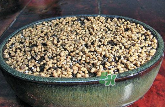 芭樂籽吃了會便秘嗎？芭樂的籽能種嗎
