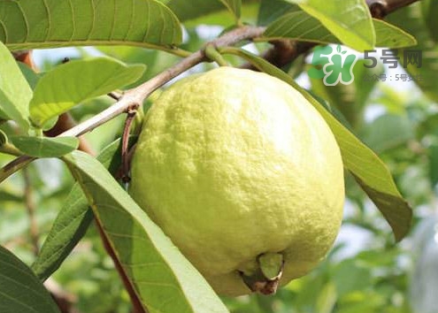 芭樂皮能吃嗎？芭樂皮可以吃嗎