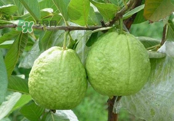 芭樂和番石榴有什么區(qū)別？芭樂和番石榴的區(qū)別