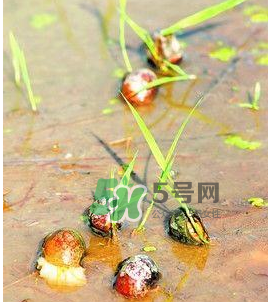 怎么殺死福壽螺寄生蟲？福壽螺寄生蟲怎么去除？