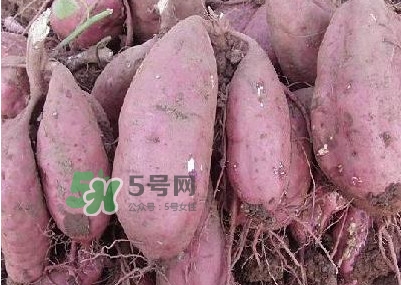 炸地瓜條外面裹什么？地瓜的功效與作用禁忌