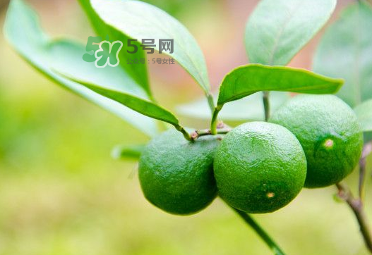 八月份可以吃橘子嗎？八月份的橘子能吃嗎？